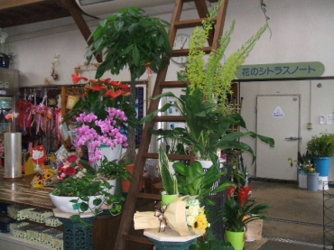 熊本県球磨郡あさぎり町の花屋 花のシトラスノートにフラワーギフトはお任せください 当店は 安心と信頼の花キューピット加盟店です 花キューピットタウン